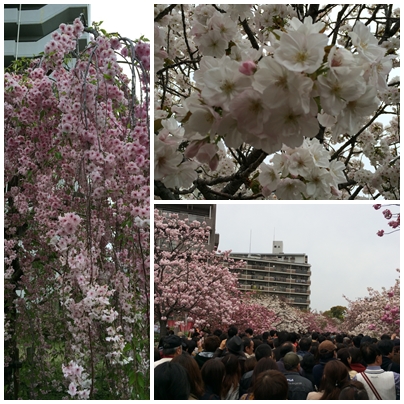 造幣局　桜