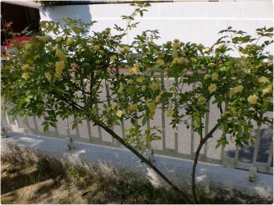 CIMG8550