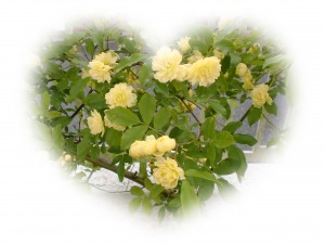 CIMG0585