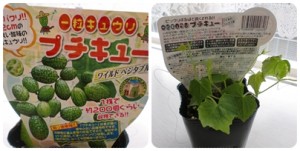 プチきゅうり